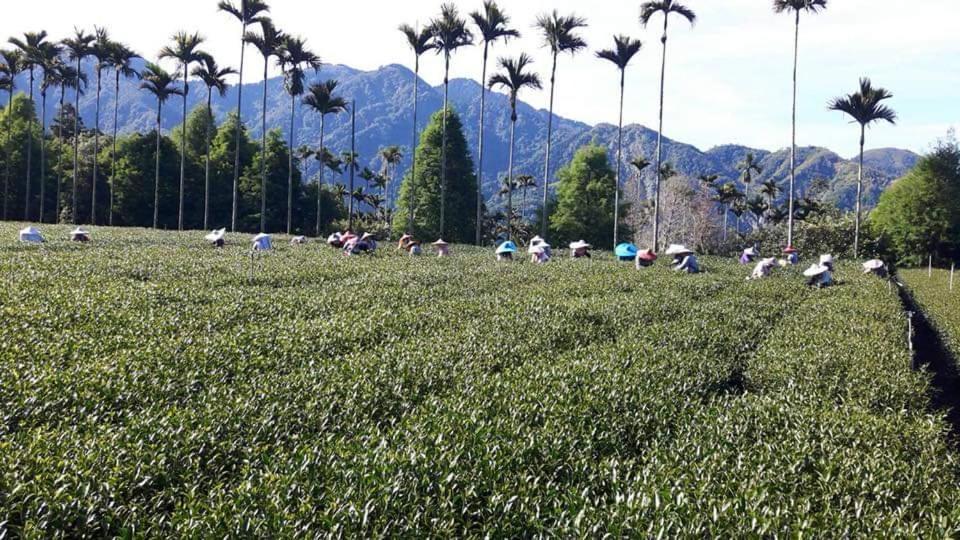 Riley Ming Xuan B&B Meishan Ngoại thất bức ảnh